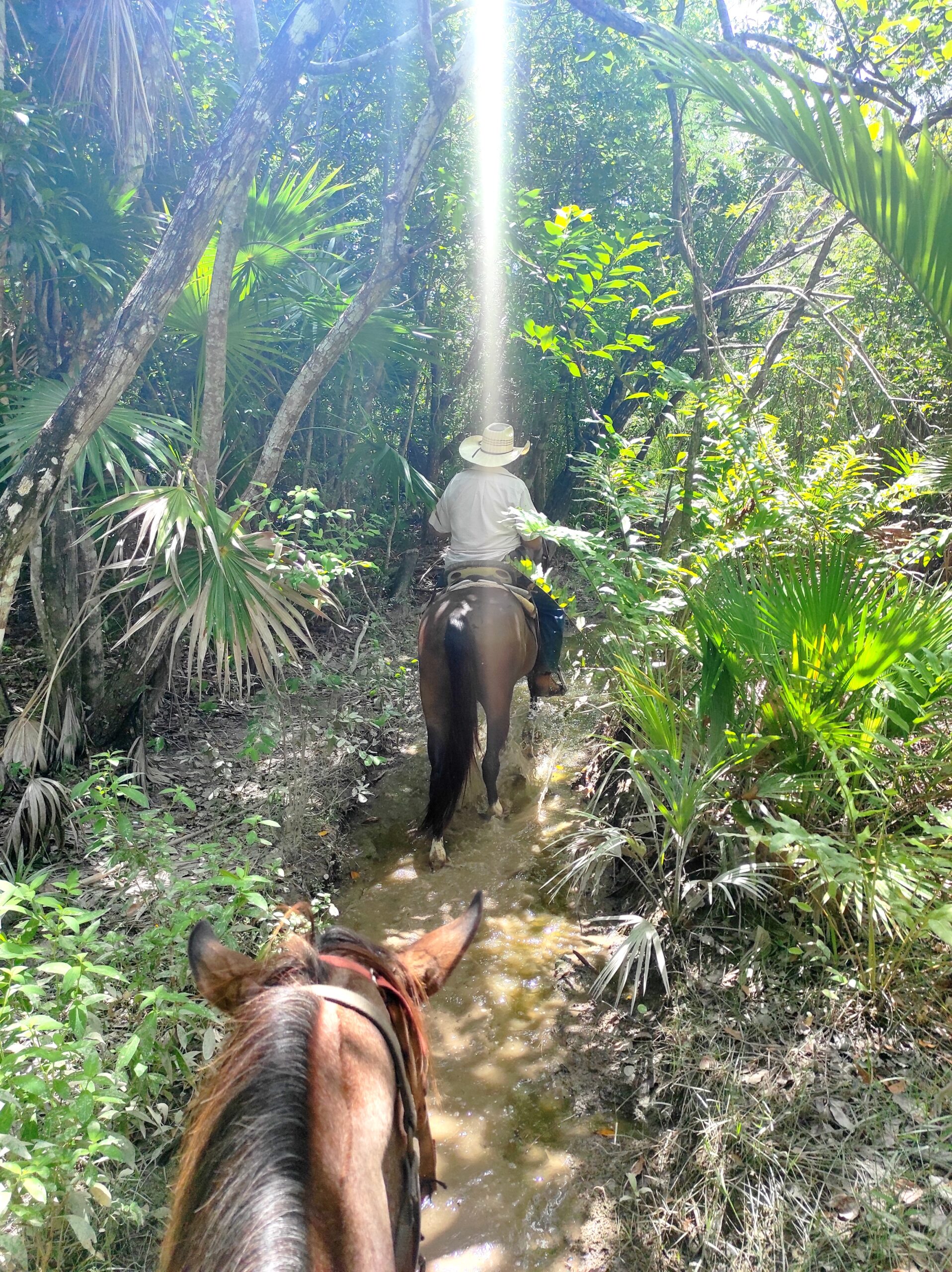 Horseriding Cozumel 3