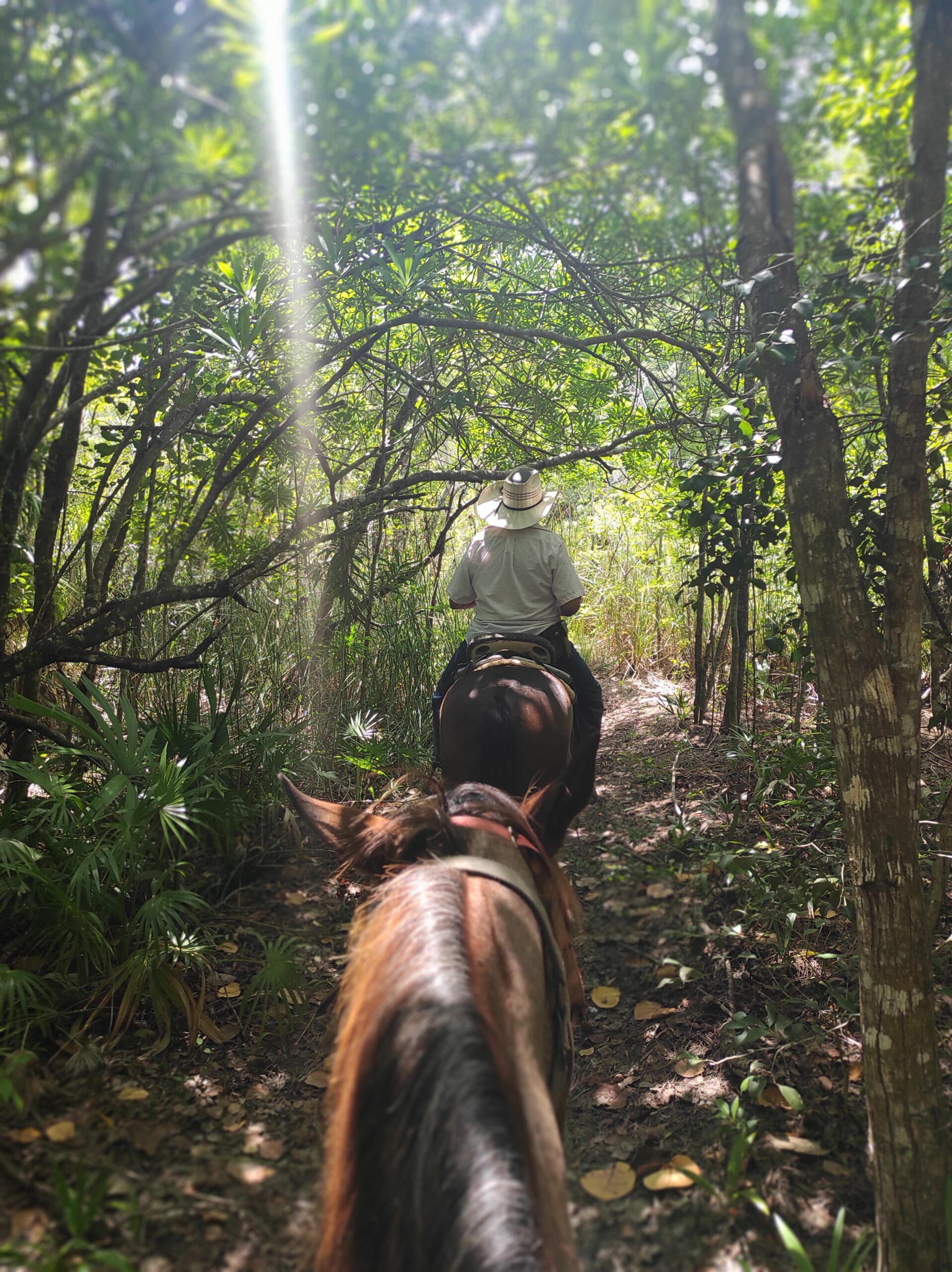 Horseriding Cozumel 5